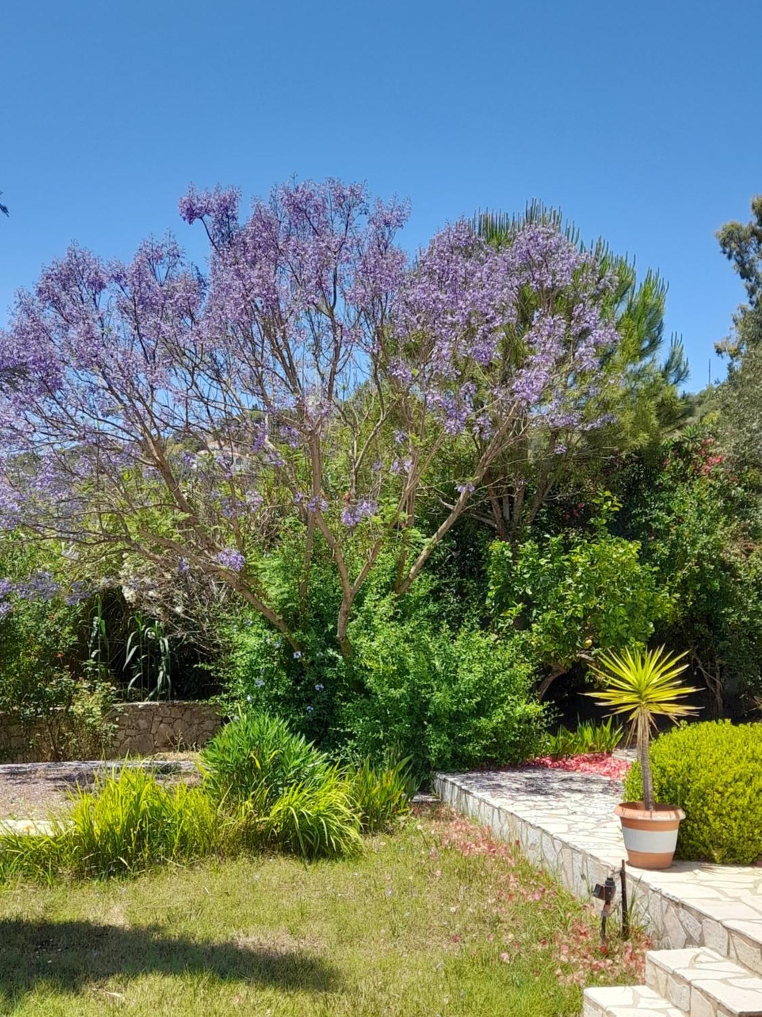 Lemon Tree Cottage فينيكونتا المظهر الخارجي الصورة